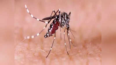 बिहार के सिवान में डेंगू का प्रकोप, मलिकान गांव में मामलों की संख्या 42 हुई
