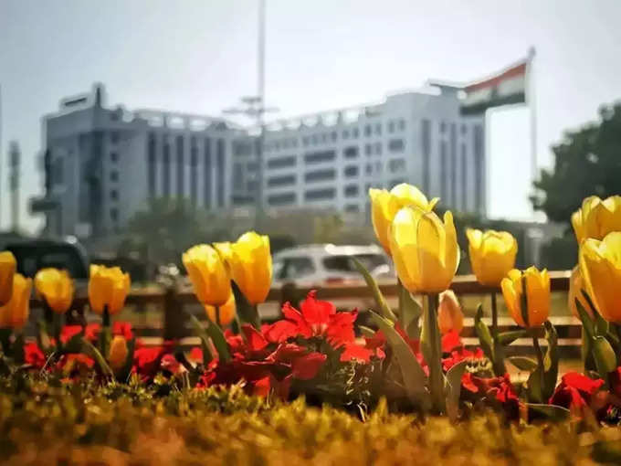 Tulip Flowers in delhi