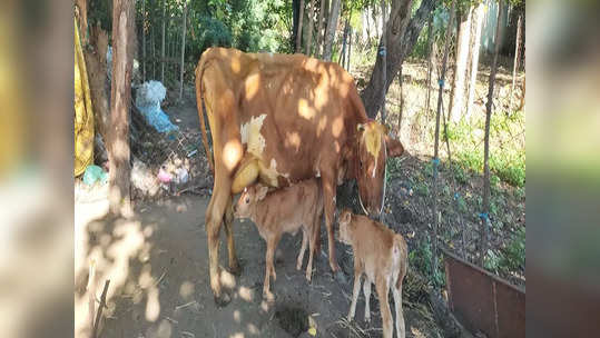 ஒரே பிரசவத்தில் இரண்டு கன்று குட்டிகளை ஈன்றிய அதிசய ஜெர்சி வகை பசுமாடு...ஆர்வத்துடன் பார்த்துச் செல்லும் பொதுமக்கள்