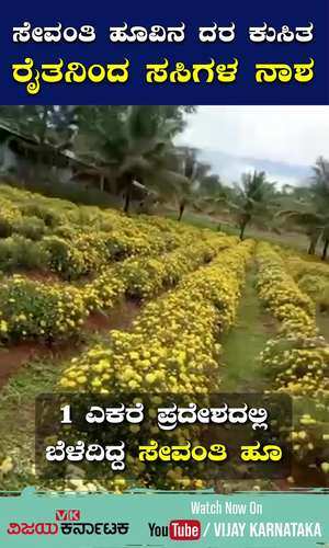 vijaykarnataka/cities/mandya/sevanthi-hoovu-rate-dips-mandya-pandavapura-farmers-removed-flower-crops