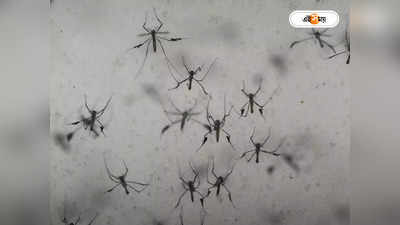 Dengue Fever : ডেঙ্গির গ্রাফ চড়ছেই, আঁচ পেতে এলাইজ়া মেশিন ১৬ পুরসভাকে