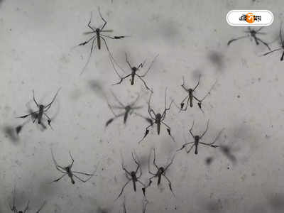 Dengue Fever : ডেঙ্গির গ্রাফ চড়ছেই, আঁচ পেতে এলাইজ়া মেশিন ১৬ পুরসভাকে