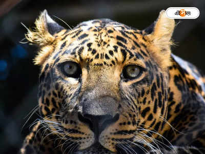 Leopard Attack : খুন করে লেপার্ডের নামে দোষ চাপানো হচ্ছে না তো? রহস্যের জট খুলতে ঘাম ছুটছে উত্তর প্রদেশ প্রশাসনের