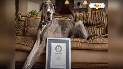 World Tallest Dog: পা বাদ দিয়েও বাঁচল না জিউস, বিশ্বের দীর্ঘতম কুকুরের প্রাণ কাড়ল ক্যানসার