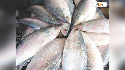 Hilsa Fish Price : পেল্লাই সাইজের ইলিশ বাজারে, দাম শুনে চোখ কপালে ক্রেতাদের!
