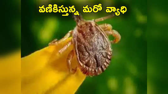 Scrub Typhus: ఒడిశాను వణికిస్తున్న స్క్రబ్ టైఫస్ వ్యాధి.. ఇప్పటివరకు ఏడుగురు మృతి, 180 కేసులు 