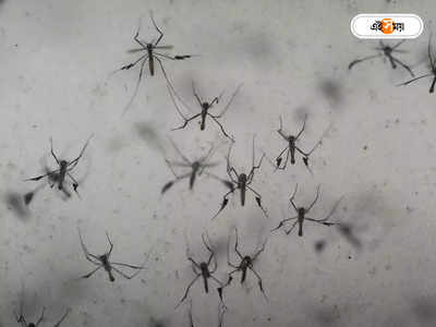 Dengue Fever : দক্ষিণ ছাড়িয়ে উত্তরেও সংক্রমণ বাড়ছে ডেঙ্গির
