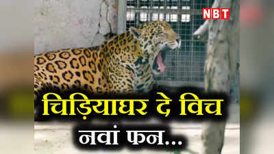 Delhi Zoo: बस होगी एक ग्लास की दूरी... दिल्ली Zoo में जगुआर को देखना होगा आसान, करीब से सेल्फी ले सकेंगे आप