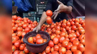 टोमॅटोची लाली उतरली, सर्वसामान्यांना दिलासा; भाव १२० वरुन थेट इतक्या रुपयांवर