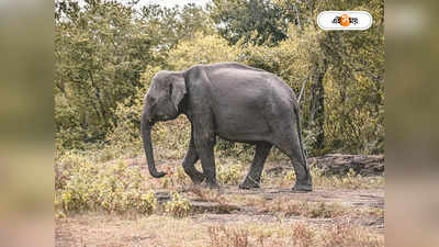 Elephant Attack : পশু চিকিৎসকের উপর হামলা, পুজোর বদলে শিকলে কুনকি