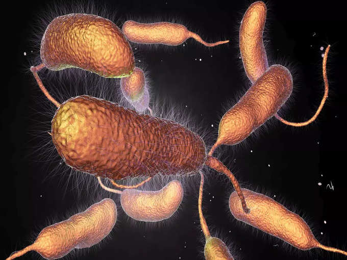 Vibrio vulnificus इन्फेक्शन क्या है? 