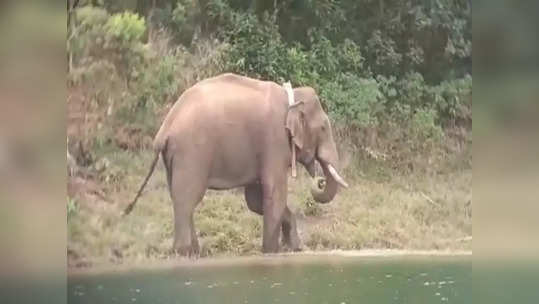 வெறிபிடித்தது போல சுற்றும் அரிகொம்பன்.. நெல்லை மாஞ்சோலையில் சுற்றுலாப் பயணிகளுக்கு தடை!