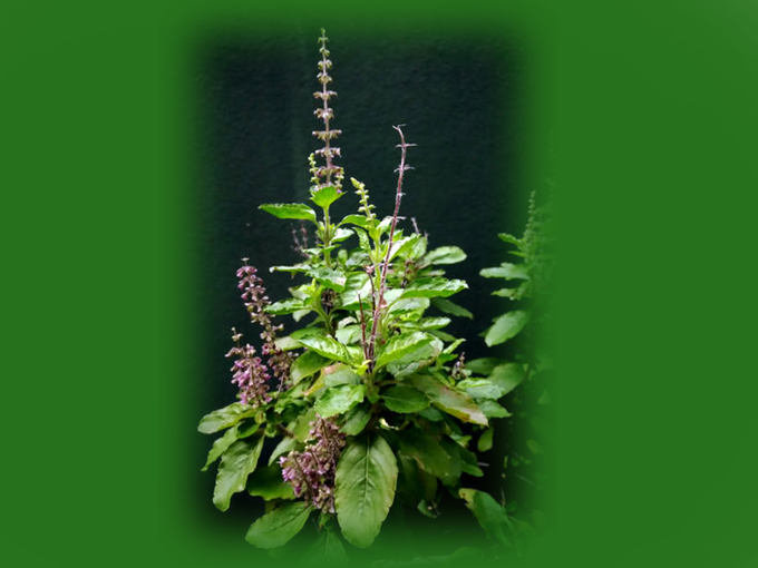 Tulsi plant