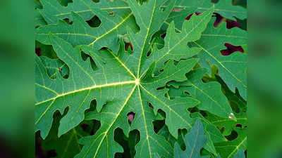 Papaya Leaves Health Benefits: ఈ ఆకుల రసం తాగితే.. షుగర్‌ కంట్రోల్‌లో ఉంటుంది..!