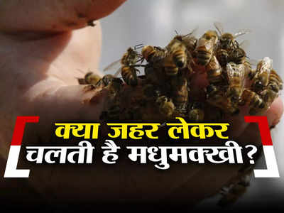 Honey Bee: मीठा शहद देने वाली मधुमक्खी कातिल कैसे बन जाती है? दो बच्चों की मौत से सहम गए लोग