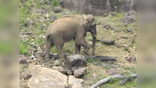 மாஞ்சோலையில் முகாமிட்டுள்ள அரிகொம்பன்; 3வது நாளாக தேடும் பணியில் சிக்கல்!