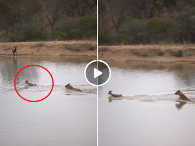 जंगली कुत्तों से बचने के लिए पानी में गया हिरण, लेकिन लकड़बग्घा गर्दन पकड़कर बाहर निकाल लाया
