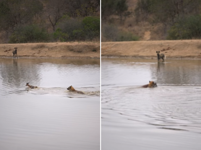 हिरण को मारने पानी में उतरा लकड़बग्घा
