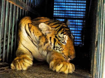 Tiger Captured - ಎಚ್.ಡಿ. ಕೋಟೆಯಲ್ಲಿ ಬಾಲಕನ ಬಲಿಪಡೆದಿದ್ದ ಹುಲಿ ಸೆರೆ