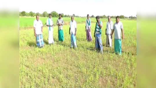 கைக்கு எட்டியது வாய்க்கு எட்டவில்லை; திருவாரூரில் கருகும் நெற்பயிர்கள் கண்டு விவசாயிகள் வேதனை!