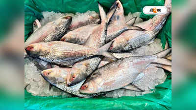 Hilsa Fish in Kolkata : রসনাপ্রিয় বাঙালির জন্য সুখবর! আজ রাতেই রাজ্যে ঢুকছে টন টন পদ্মার ইলিশ