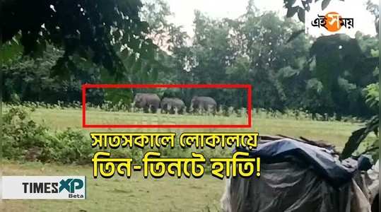 three wild elephants enters into the locality of mathabhanga lotapota panchayat area watch the video