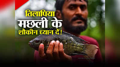 Tilapia Fish News: तिलापिया खाया तो काटने पड़े हाथ-पैर, जानें गंगा-यमुना में मिलने वाली मछली से क्यों लगने लगा डर
