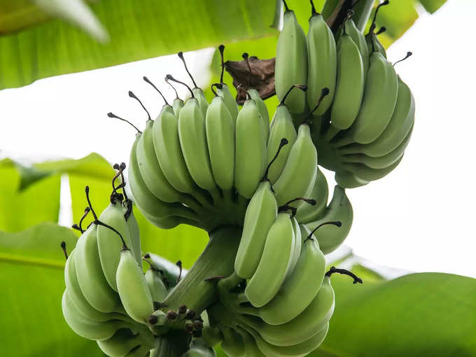 Banana Plant