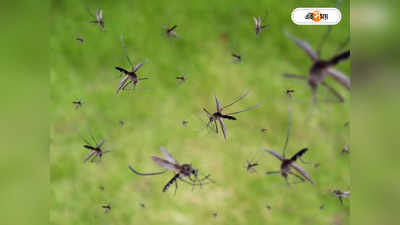Dengue Fever : মহিষাসুর বধ পরে, আগে হোক মশাসুরের মোকাবিলা
