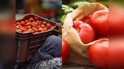 Tomatoes Price In Delhi: आसमान से जमीन में लुढ़के भाव, दिल्ली की मंडी में टमाटर ही टमाटर