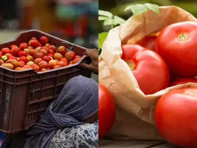 Tomatoes Price In Delhi: आसमान से जमीन में लुढ़के भाव, दिल्ली की मंडी में टमाटर ही टमाटर
