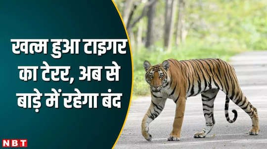 umaria news the man eating tiger was rescued and will now remain in the enclosure