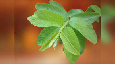 Guava leaves for skin: ఈ ఆకులతో ప్యాక్‌ వేస్తే.. మొటిమలు, బ్లాక్‌హెడ్స్‌ మాయం అవుతాయ్‌..!