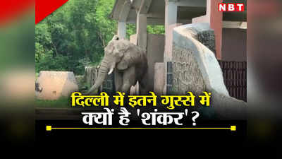 Elephant News: पैरों में जंजीरें, खड़ा भी हो गया... दिल्ली के चिड़ियाघर में यह अफ्रीकी हाथी इतना मस्त क्यों है?