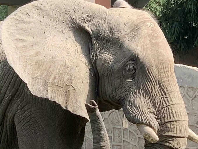 ​हाथी में मस्त स्टेज क्या होती है​
