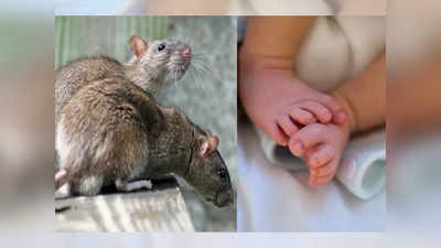 भयंकर! आई बाप गाढ झोपेत; ६ महिन्यांच्या बाळाला उंदरांनी कुरतडलं; लेकरु रक्तबंबाळ