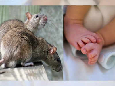 भयंकर! आई बाप गाढ झोपेत; ६ महिन्यांच्या बाळाला उंदरांनी कुरतडलं; लेकरु रक्तबंबाळ