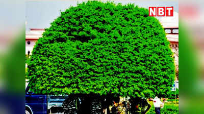 Delhi Trees: पेड़ों को गोद ले सकेंगे दिल्लीवासी, ट्री अथॉरिटी बना रही पॉलिसी