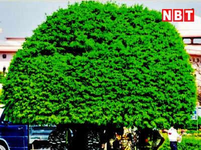 Delhi Trees: पेड़ों को गोद ले सकेंगे दिल्लीवासी, ट्री अथॉरिटी बना रही पॉलिसी