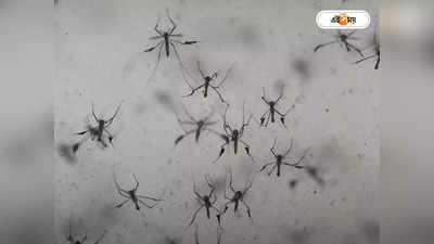 Dengue Fever : একদিনে রাজ্য জুড়ে ৭ ডেঙ্গি আক্রান্তের মৃত্যু, ভাবাচ্ছে সল্টলেক