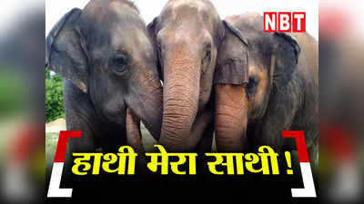 Elephant Conservation: फिर से दोस्त बनेंगे हाथी! गजराज के नए घरों के लिए 7 राज्यों से समझौता करेगी केंद्र सरकार