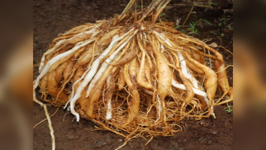 சர்க்கரை அளவு கட்டுக்கு அடங்காமலே இருக்கா... சர்க்கரைகொல்லி மூலிகை இப்படி சாப்பிடுங்க...