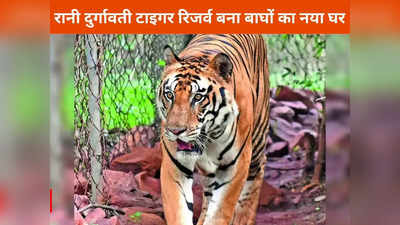 जबलपुर न्यूजः एमपी को मिला एक और टाइगर रिजर्व का तोहफा, वीरांगना दुर्गावती बना सातवां बाघ अभयारण्य