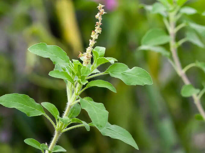 Tulsi Tulsi