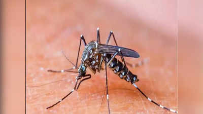 4276 मलेरिया और 3241 डेंगू केस... मुंबई में मच्छरजनित बीमारी ने तोड़े सारे रेकॉर्ड, आज तक नहीं मिले इतने मरीज