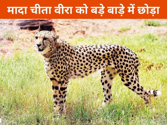 श्योपुर न्यूजः कूनो नेशनल पार्क में मादा चीता को बड़े बाड़े में छोड़ा गया, छोड़ने के बाद इस हालत में है वीरा