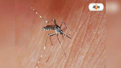 Dengue In Kolkata : পাশের ছাদেই টবে মশার লার্ভা, ডেঙ্গিতে মৃত প্রৌঢ়