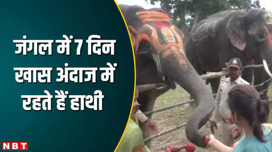 umaria news special event is organized for elephants in bandhavgarh for seven days