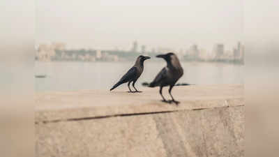 Two Crows: ಎರಡು ಕಾಗೆಗಳನ್ನು ಜೊತೆಯಾಗಿ ನೋಡಿದರೆ ಏನಾಗುತ್ತೆ ಗೊತ್ತಾ..?