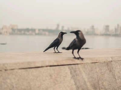 Two Crows: ಎರಡು ಕಾಗೆಗಳನ್ನು ಜೊತೆಯಾಗಿ ನೋಡಿದರೆ ಏನಾಗುತ್ತೆ ಗೊತ್ತಾ..?